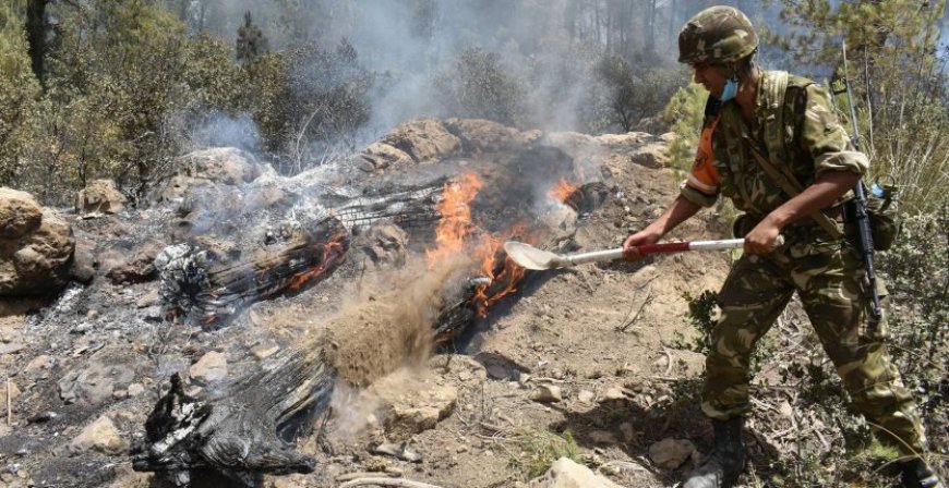 Incendies de Tizi-Ouzou / le bilan des victimes s’alourdit