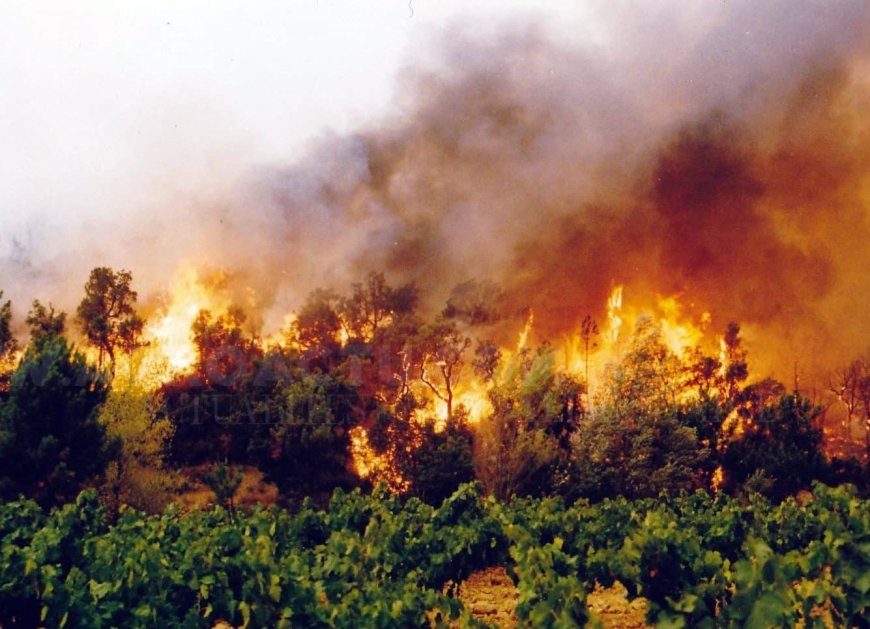 Incendies de forêt / une quinzaine de foyers dans les wilayas de Boumerdès et Jijel