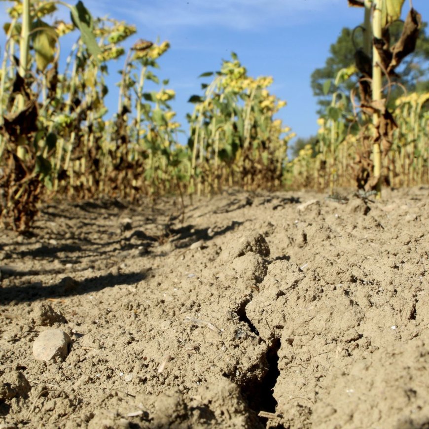 L’Algérie Face à un Avenir Climatique Incertain : Les Alertes de la Banque Mondiale