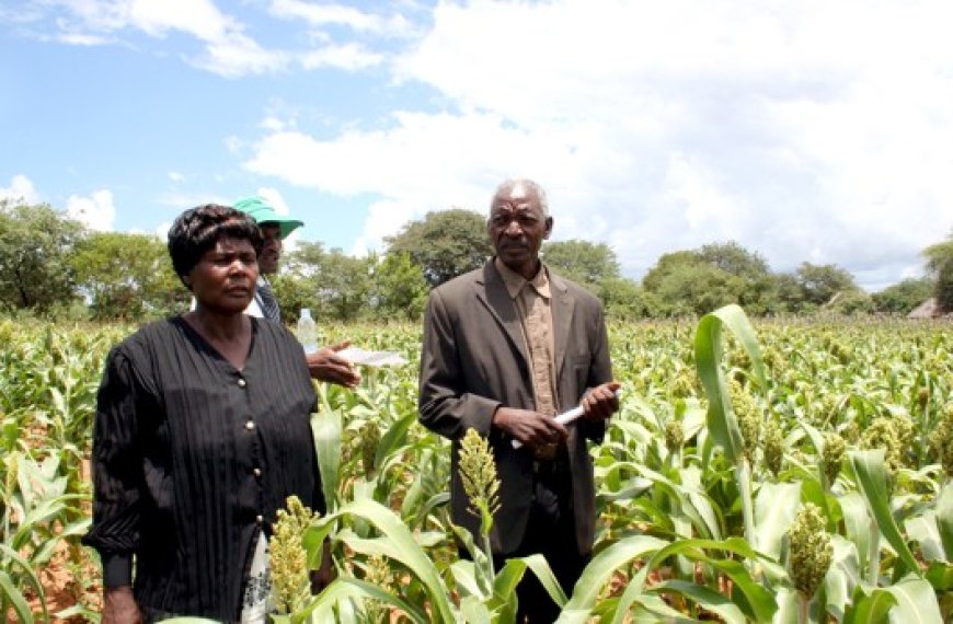 Sécurité alimentaire en Afrique : Investir dans la santé des sols pour augmenter les rendements