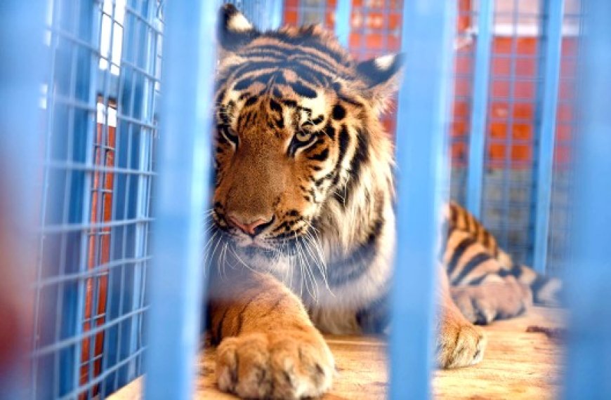 Mostaganem : Don de trois tigres du Bengale et d’un lion au parc Mostaland