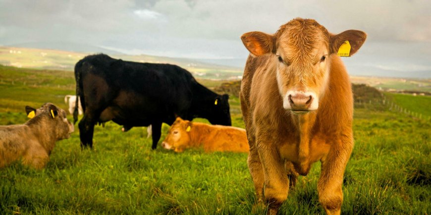 L’Algérie se Tourne vers l’Irlande pour Nourrir son Avenir : Le Bœuf Irlandais entre en Scène