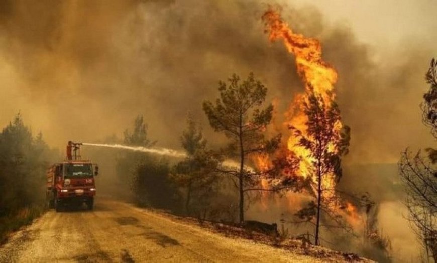 El Tarf : La Régénération des Forêts Dévastées par les Incendies, un Élan d’Espoir