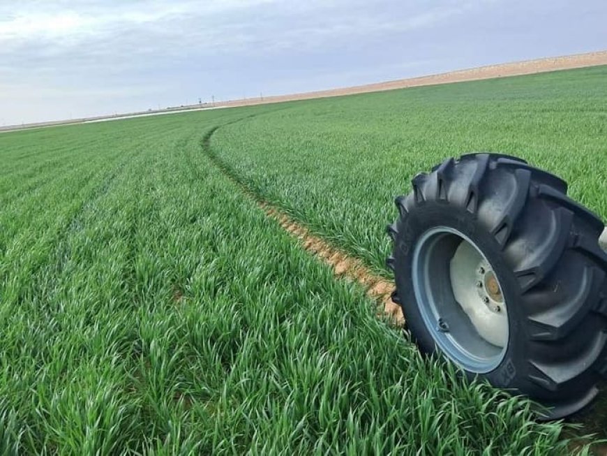 Révolution Sucrée en Algérie : Les Betteraves à Sucre, Un Essai Prometteur pour l’Indépendance Alimentaire