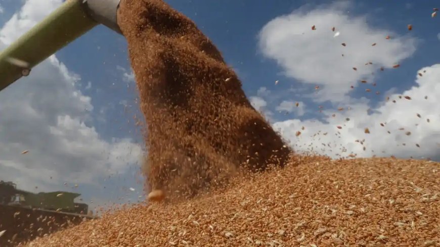 Blé : L’Algérie en route pour devenir le 2ème producteur en Afrique du Nord