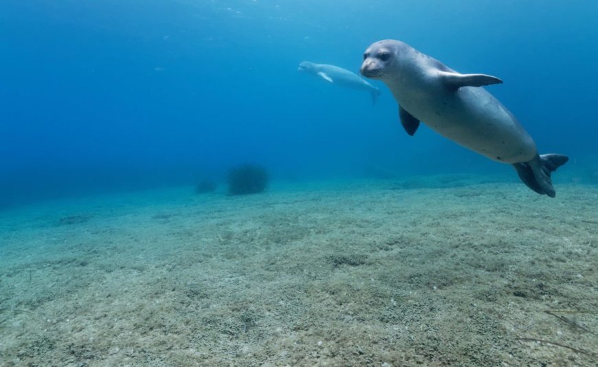 Algérie: L’Émouvante Sauvetage d’un Phoque Moine de Méditerranée en Danger sur une Plage de Jijel