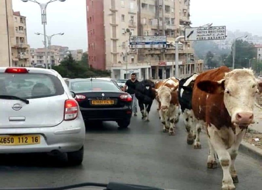 Constantine : la wilaya décide de saisir et de sacrifier le bétail errant dans les places publiques