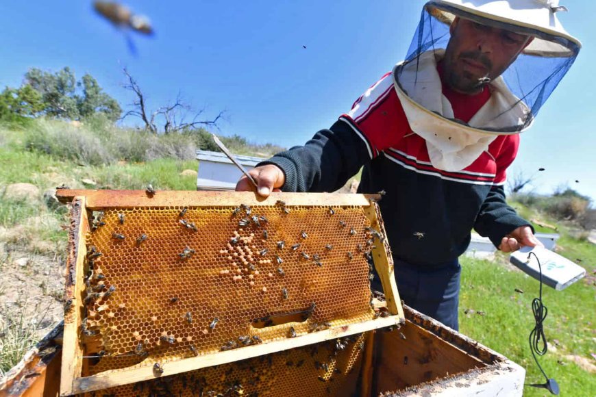 Apiculture : les changements climatiques à l’origine d’une baisse de la production de miel en Algérie