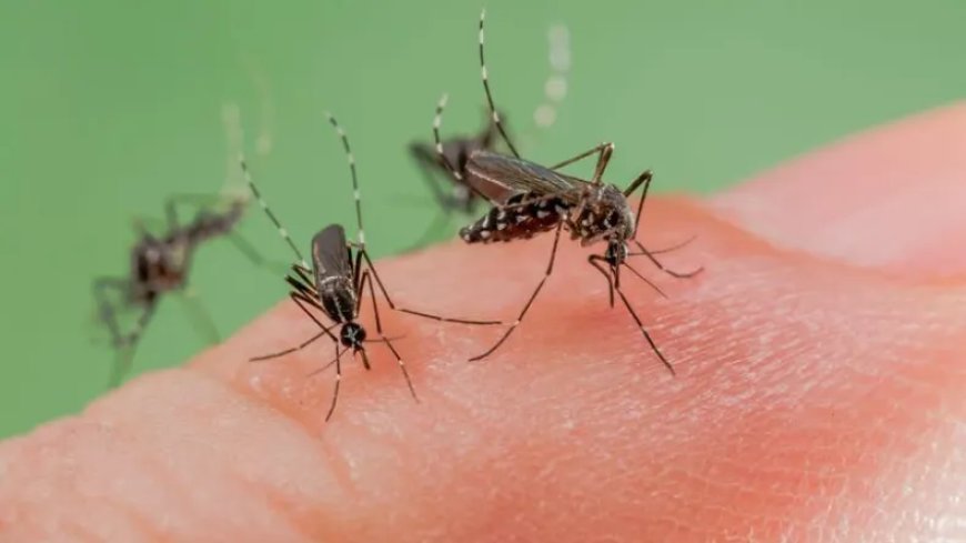 Une mise au point « importante » de l’Institut Pasteur sur la propagation du moustique tigre en Algérie