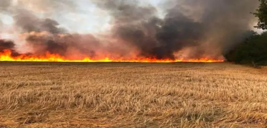 Algérie: La Protection civile annonce un contrôle total des feux de forêt