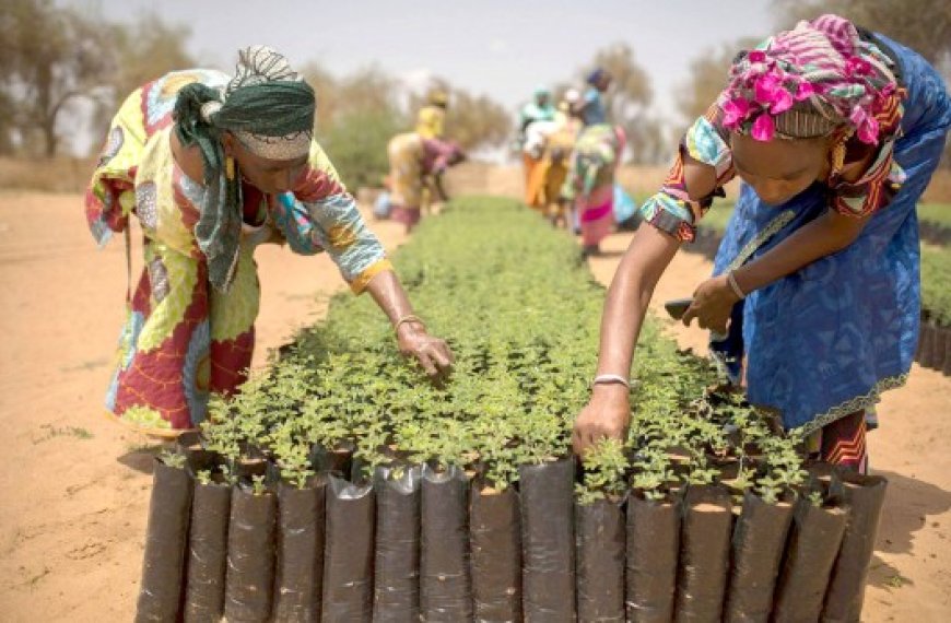 Sécurité alimentaire en Afrique : Orienter les politiques agricoles vers les petits exploitants