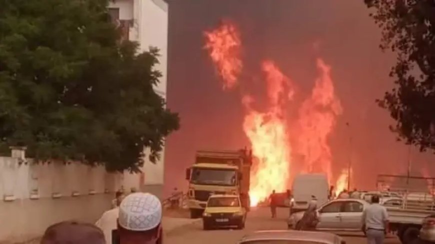 Feu de forêt: 26 morts dus aux incendies de forêt à El Taref et Sétif