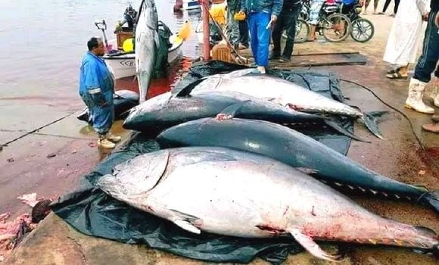 A partir de Mostaganem: Lancement aujourd’hui de la campagne de pêche au thon rouge