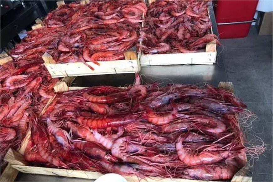 Un accord algéro-américain pour produire 5 millions de tonnes de crevettes