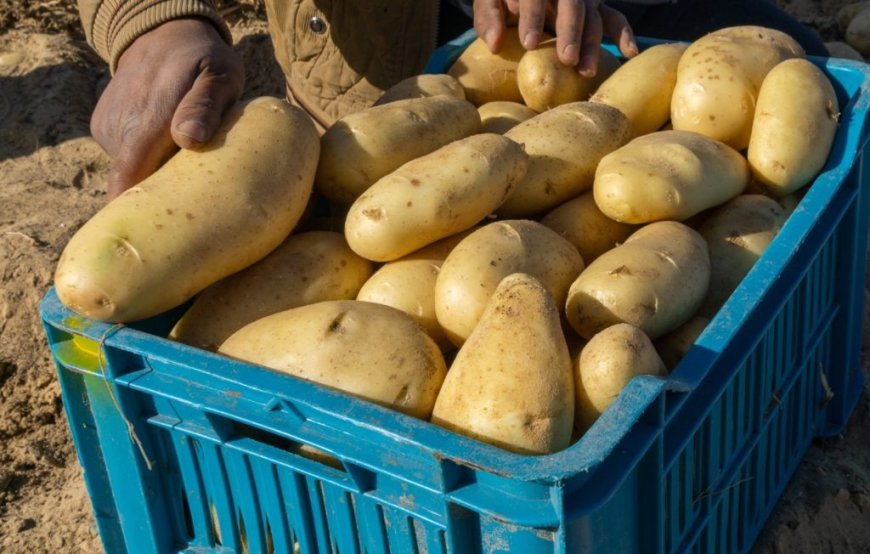 Filière de la pomme de terre : Du terroir au territoire Oasis d’Ouled Aïssa Timimoun