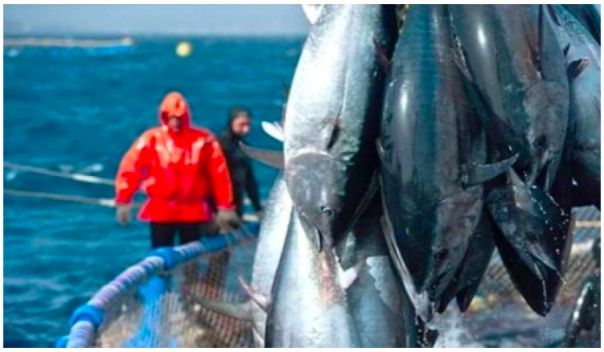 Campagne de pêche du thon rouge à Annaba : La wilaya bénéficie d’un quota de 153 tonnes