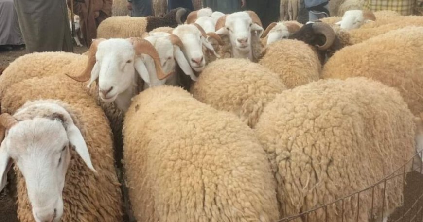 À 2 semaines de l’Aïd El-Adha : voici les prix des moutons en Algérie