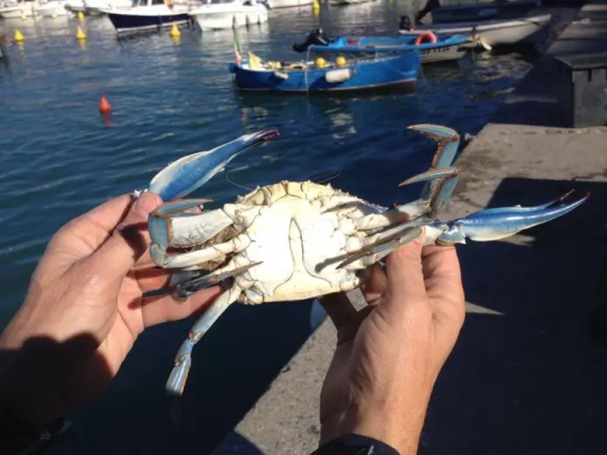 Surveillance du crabe bleu sur la côte algérienne.. En savoir plus sur ses dangers