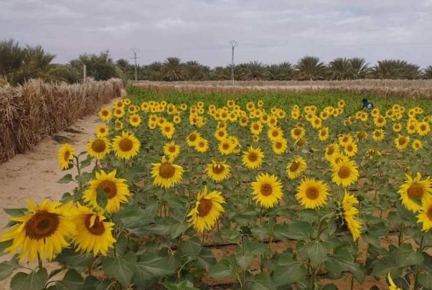 Cevital produit la première huile de tournesol 100 % algérienne