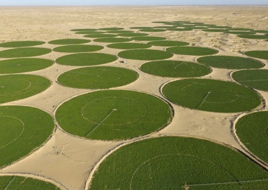 Cultures stratégiques : les superficies pouvant attirer les projets avoisinent les 1,5 million d’hectares dans le sud