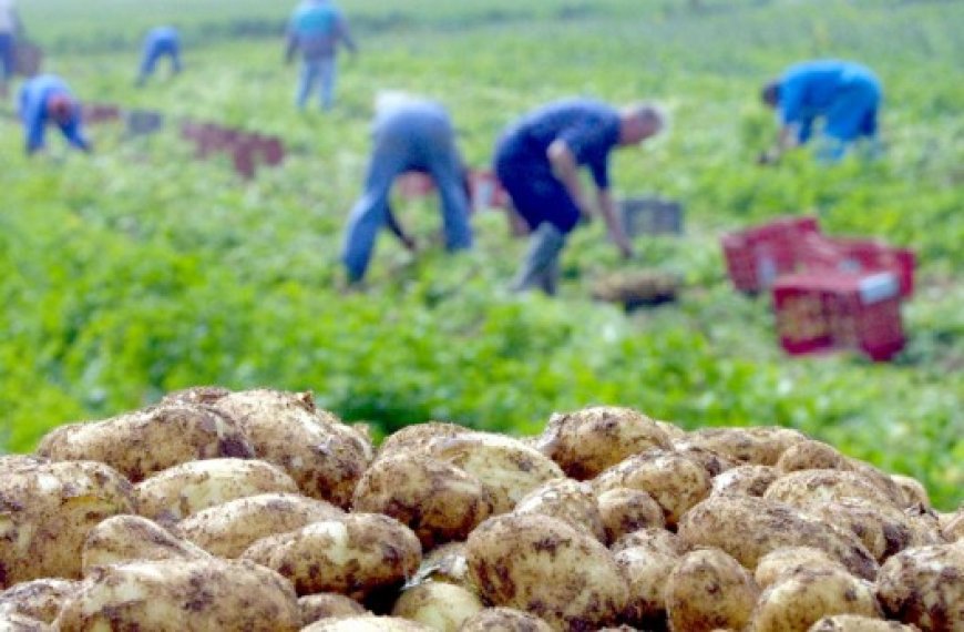 Aïn Defla : La récolte de la pomme de terre de saison «s’annonce bonne»