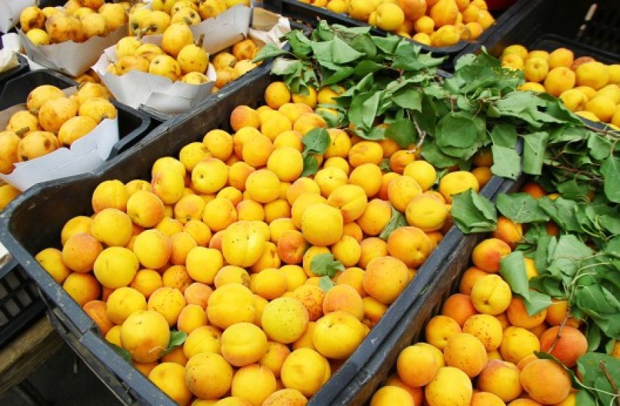 M’sila : Une production de 502 000 quintaux d’abricots attendue