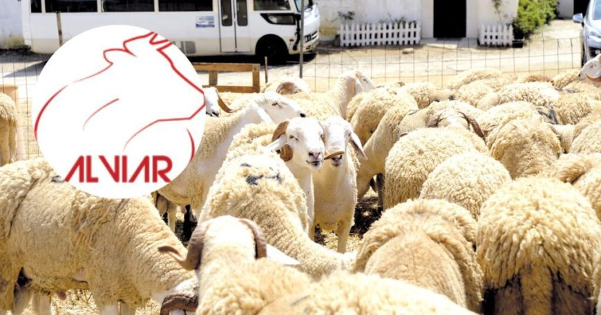 À partir de 59 000 DA : ALVIAR met en vente des moutons de l’Aïd Al-Adha à prix fixes