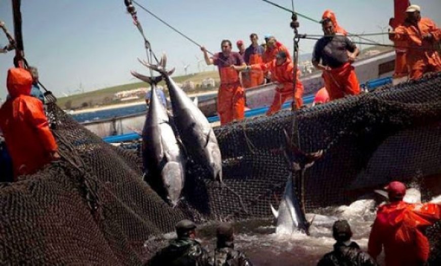 Pêche: la bande côtière est saturée