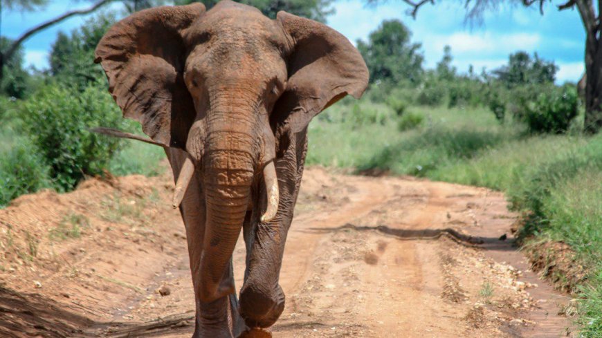 l’Éléphant Ahmed: La Coexistence Tumultueuse entre Nature et Humanité en Côte d’Ivoire