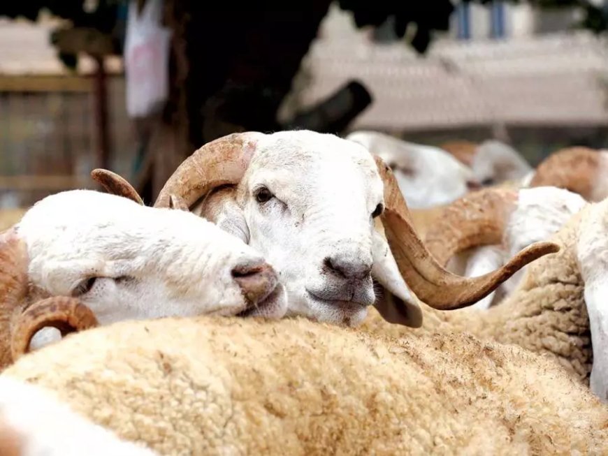 Moutons de l’Aïd al-Adha à Constantine : Les prix font grincer des dents