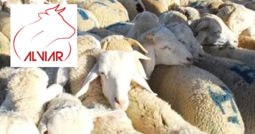 Disponibilité des moutons, vente par facilité…. Le directeur d’ALVIAR rassure