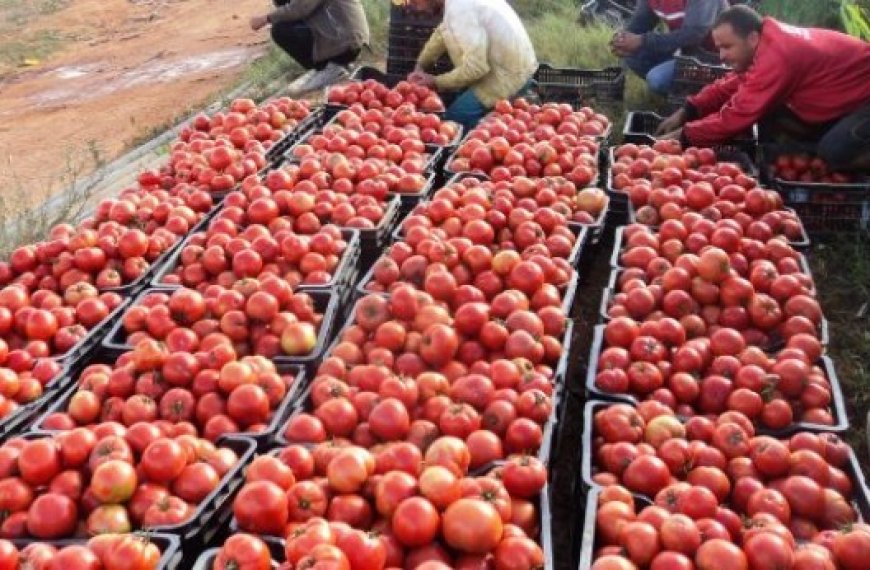 Prévision de récolte record de tomates industrielles à Guelma