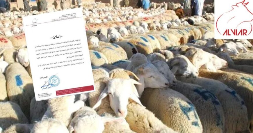 Moutons de l’Aïd à Alger : ALVIAR annonce l’ouverture de 2 nouveaux points de vente