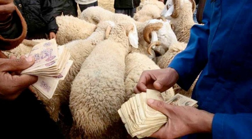 A moins d’une semaine de l’Aïd: Les points de vente de moutons s’installent un peu partout