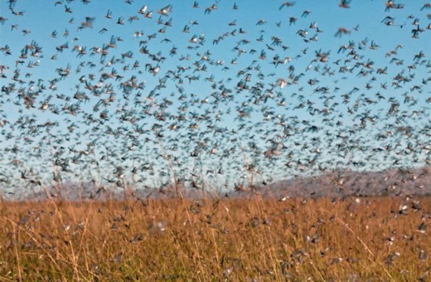 Aïn Defla : Des surfaces agricoles traitées contre le criquet