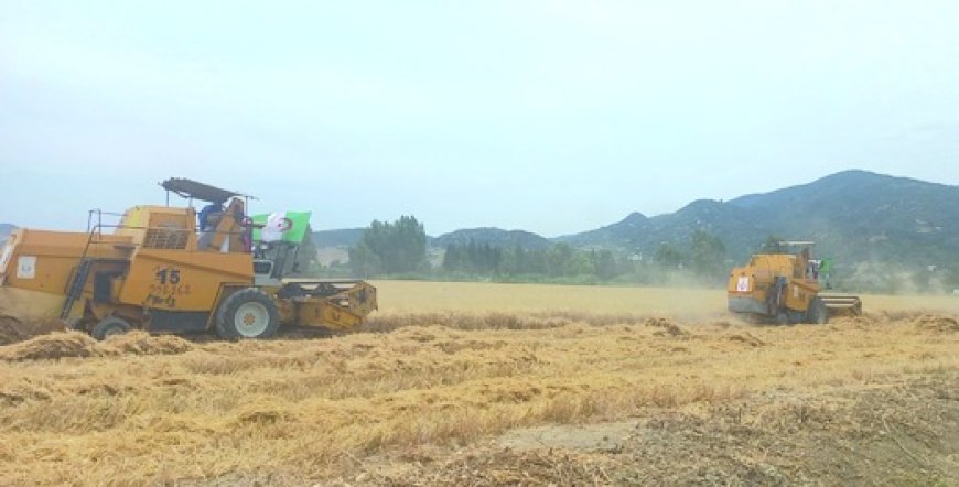 Tizi Ouzou/La campagne moisson-battage lancée: Un rendement moyen de 30 quintaux de blé à l’hectare