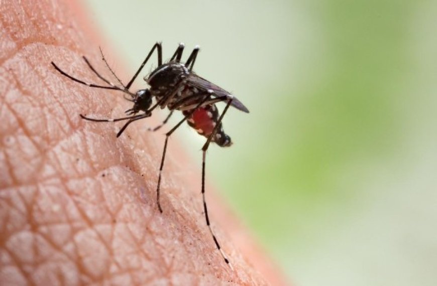 Europe : Hausse des cas de dengue et de maladies liées aux moustiques