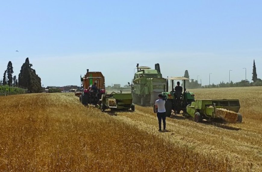 Aïn Témouchent : 85% de la superficie emblavée en céréales sinistrés par la sécheress