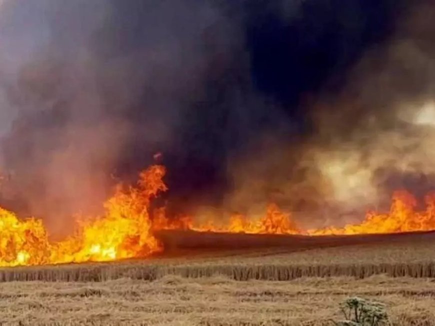 Plus de 20 incendies en un jour : Des hectares de céréales ravagés à Guelma