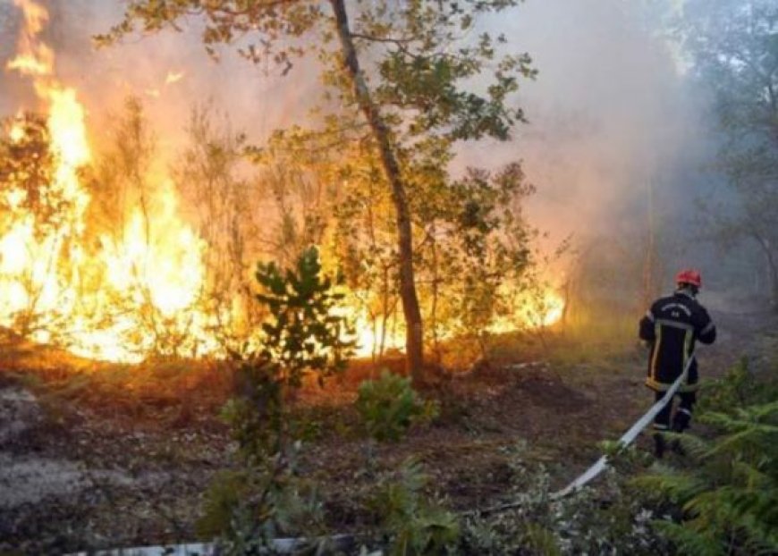 Premiers feux de forêt à  Béjaia