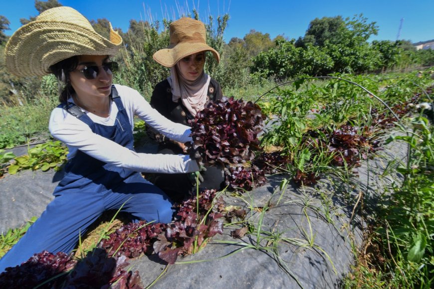 Deux pionnières de l’agriculture bio en Algérie