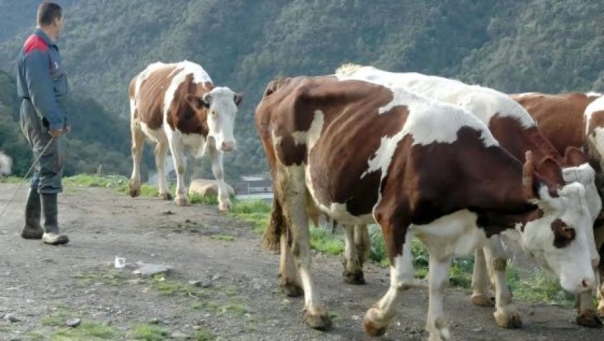 DNC bovine à Tizi Ouzou :  Cinq communes suspectées