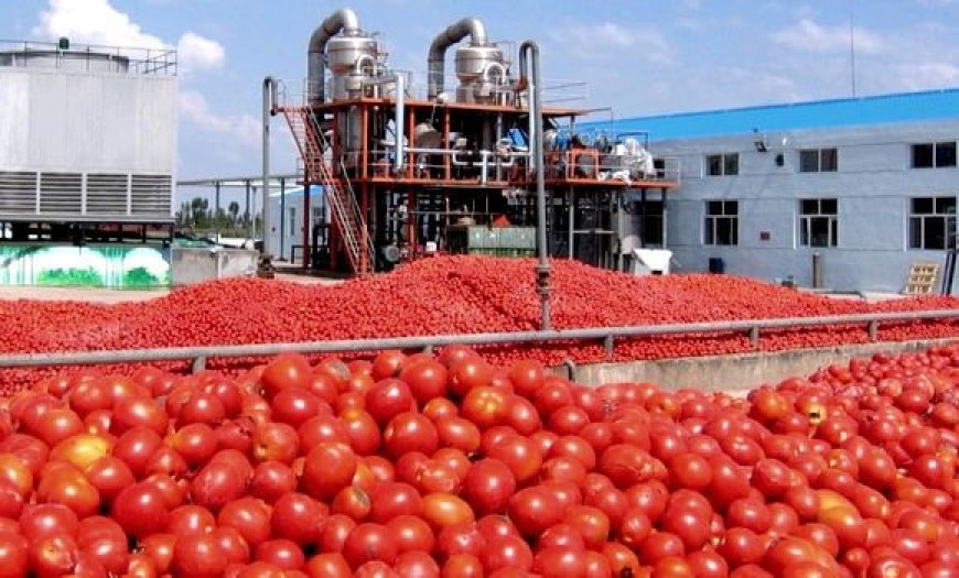 Skikda: coup d’envoi de la campagne nationale de récolte et de transformation de tomates