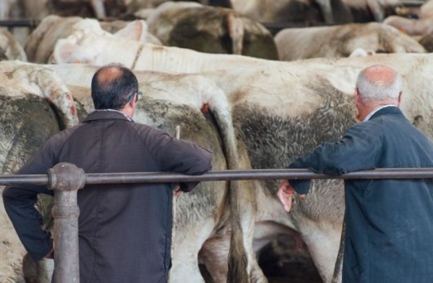 Marchés à Bestiaux à Bouira : Le Wali ordonne la fermeture temporaire