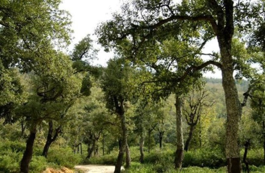 Médéa : Les véhicules interdits d’accès aux forêts