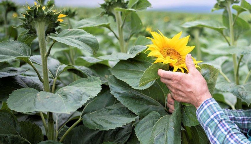 Culture de tournesol: Une expérience réussie et des horizons prometteurs