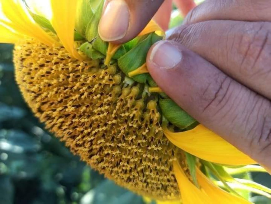 Culture de tournesol à Chlef : une expérience réussie