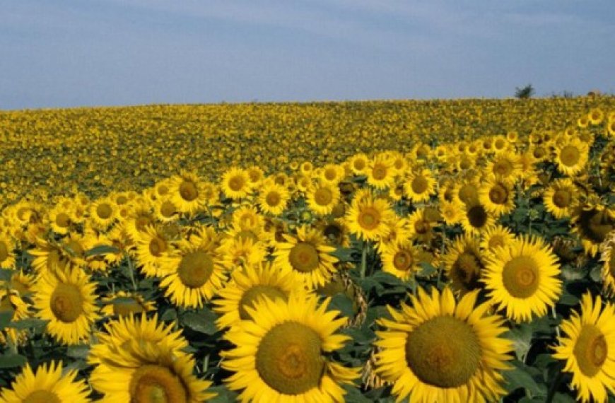 Chlef : Réussite prometteuse de la culture du tournesol