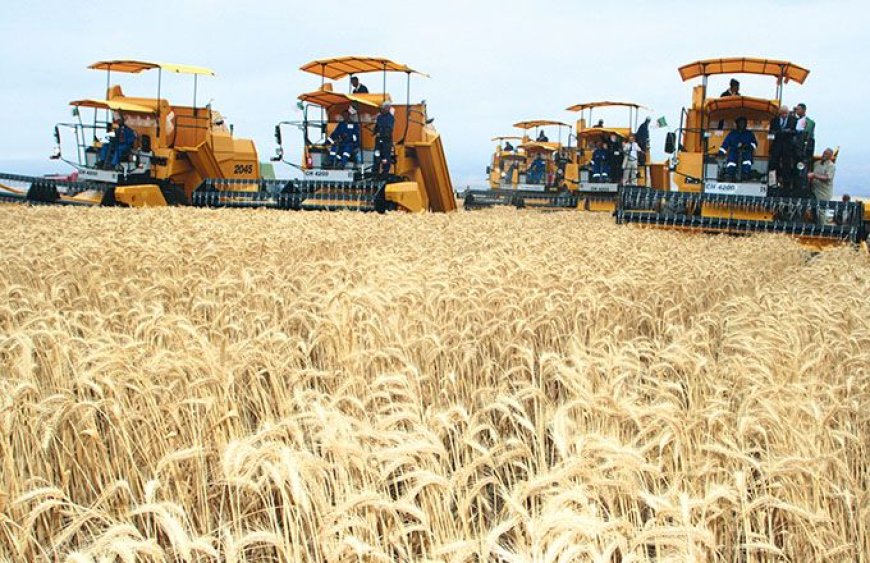 Céréales: L’Algérie augmente ses capacités de stockage