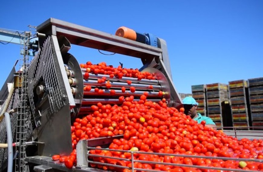 Relizane : La filière de la tomate industrielle en expansion